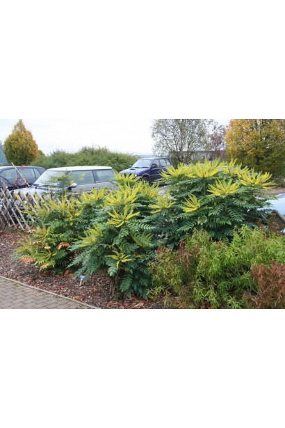 Магонія середня Charity. 